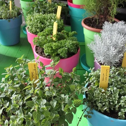 Herb pots. (pixabay.com)