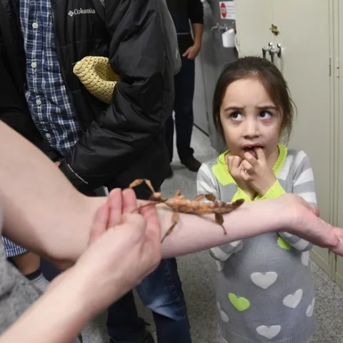 When Kira Olmos, 5, of Winters visited the Bohart Museum of Entomology  with her mother, Kendra Olmos, executive director of the Center for Water-Energy Efficiency, UC Davis Department of Civil and Environmental Engineering, she wasn't at all sure--at first--about meeting a stick insect. This candid photo won an international award in the ACE competition. (Photo by Kathy Keatley Garvey)