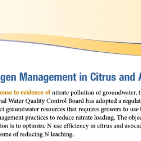 N Magmt lemon and avo pub