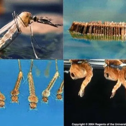 Photographer: Marin_Sonoma Mosquito and Vector Control District