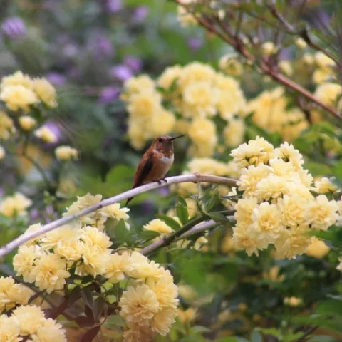 Rufous hummingbird on Lady Banks rose (photo by Jennifer Baumbach)