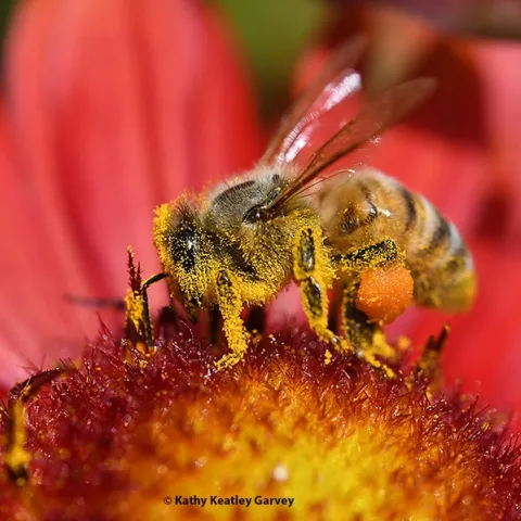 A honey bee dusted with pollen from the blanket flower, Gaillardia, in Vacaville, Calif. (Photo by Kathy Keatley Garvey)