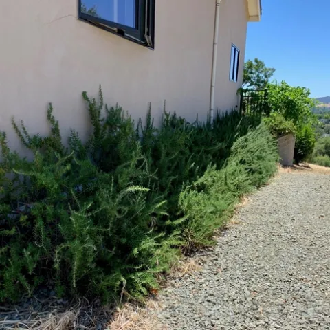 Huntington carpet (photos by Jeanine McAnaney)