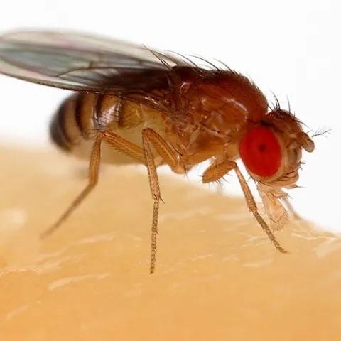 Drosophila melanogaster, known as the vinegar fly, is a widely used model organism for biological research. (Photo courtesy of Sanjay Archarya, Wikipedia)