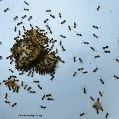 Ants head for food on the UC Davis campus. (Photo by Kathy Keatley Garvey)
