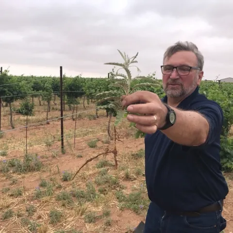 John Roncoroni examines silver leaf nightshade that he found in a vineyard.