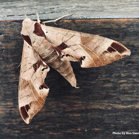 Eumorpha achemon, the Achemon Sphinx, is a "lovely beast," says UC Davis distinguished professor Art Shapiro. Ann Sievers, owner, grower and miller Il Fiorello Olive Oil Co., recently found this one the wall of her patio. (Photo by Ann Sievers)
