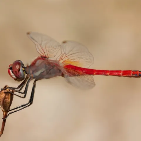 Red dragonfly