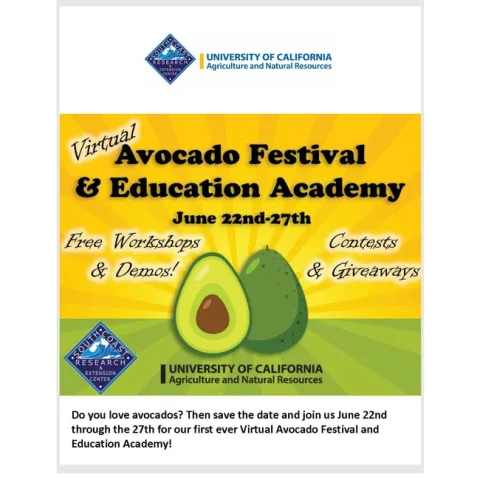 Avocado Festival 2020