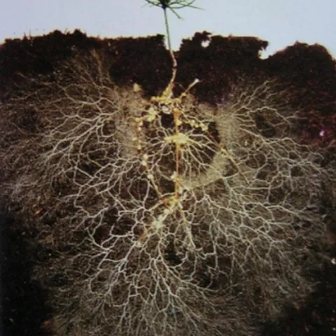 root system in the soil