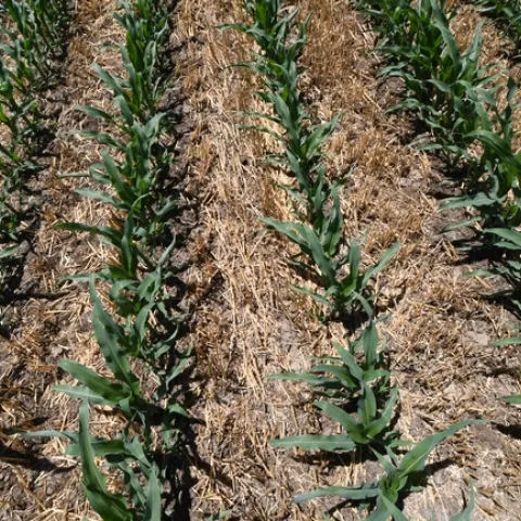 Strip-till planted corn at Rollin Valley Farms, June 20, 2020