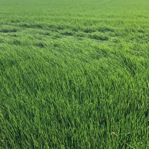 Rice field in Butte County, CA.