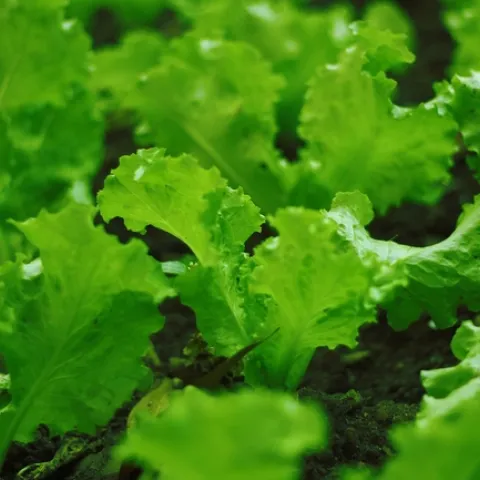 Intensive farms in California provide vegetables to the nation in the summer and winter. (Photo: Pixabay.com)