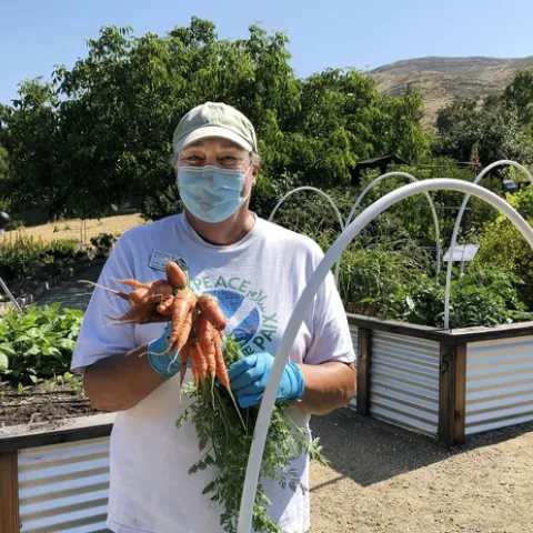 A volunteer in a ball cap, face mast and white t-shirt wearing gloves, holding a harvest of orange carrots.