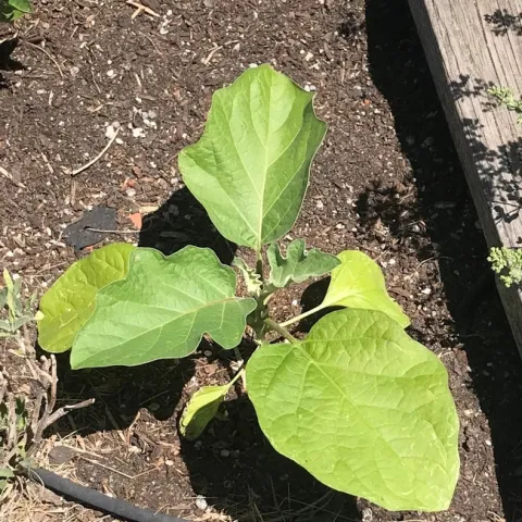 Eggplant (photos by Karen Metz)