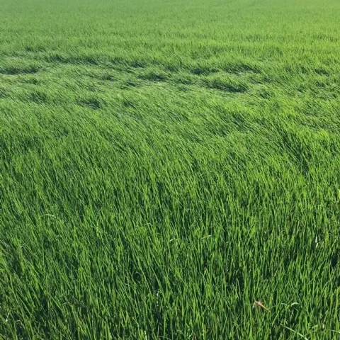 rice field