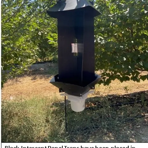 Velvet Longhorned beetle trap photo