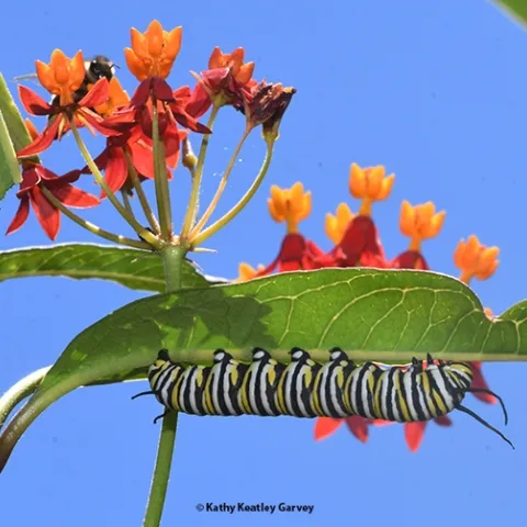 Peek a bee! A honey bee forages on tropical milkweed blossoms while a monarch caterpillar chows down. (Photo by Kathy Keatley Garvey)