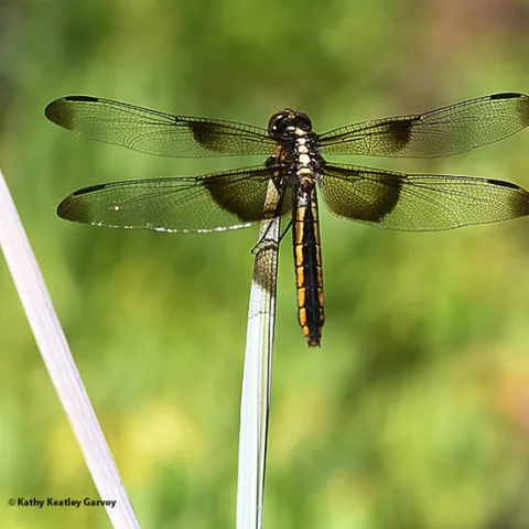 A female widow skimmer dragonfly (Libellula luctuosa) rests in the Ruth Risdon Storer Garden, UC Davis Arboretum and Public Garden. (Photo by Kathy Keatley Garvey)