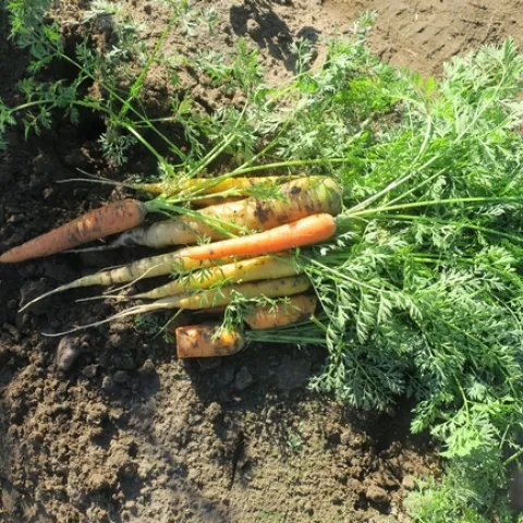 Carrots