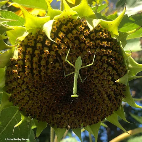 A praying mantis nymph, Stagmomantis limbata, spreads out across a sunflower blossom in Vacaville, Calif. (Photo by Kathy Keatley Garvey)