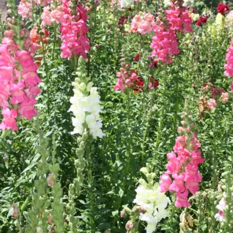 Snapdragons growing in the cutting garden at Filoli. Photo: Jill Clardy, Flickr