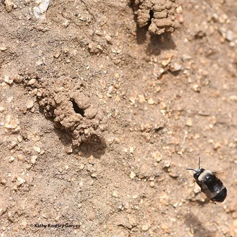 A digger bee, Anthophora bomboides stanfordiana, returning to her nest on the sand cliffs of Bodega Bay. (Photo by Kathy Keatley Garvey)