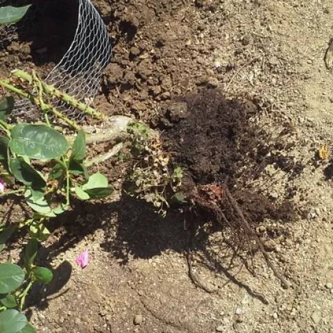 rose removed from soil