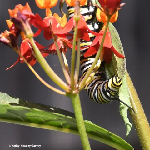 A monarch caterpillar feasting on a tropical milkweed, Asclepias curassavica, in Vacaville, Calif. (Photo by Kathy Keatley Garvey)