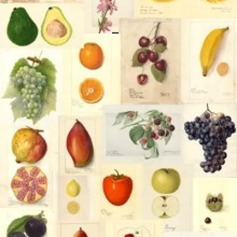 fruit collection
