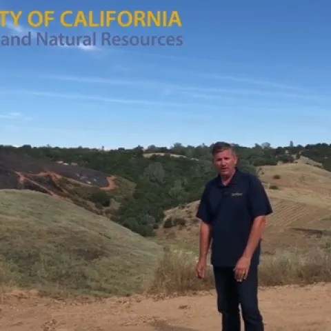 Controlling yellow starthistle with burning