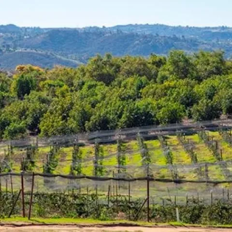 avocado and grapes san diego