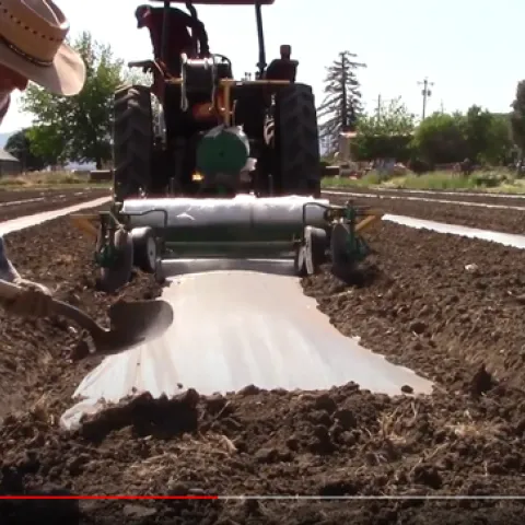 Laying plastic with a tractor for soil solarization