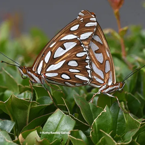 A pair of Gulf Fritillaries on a pomegranate tree. Lynn Kimsey, director of the Bohart Museum of Entomology, UC Davis, says she receives a number of calls about "two-headed butterflies." (Photo by Kathy Keatley Garvey)