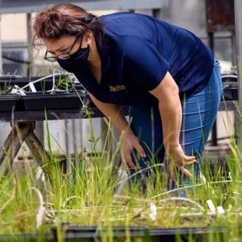 UC Agriculture and Natural Resources Cooperative Extension rice and wild rice advisor Whitney Brim-DeForest takes a look at plants growing on campus. (Karin Higgins/UC Davis)
