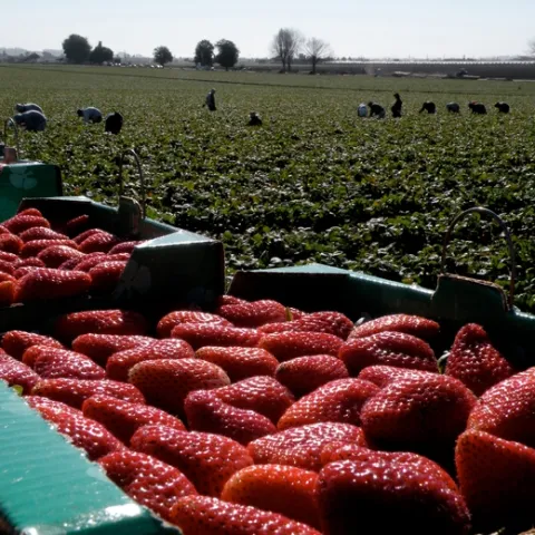 El distanciamiento social incrementa el costo de la cosecha de fresas ya que una mayor separación entre los trabajadores retrasa la pizca.