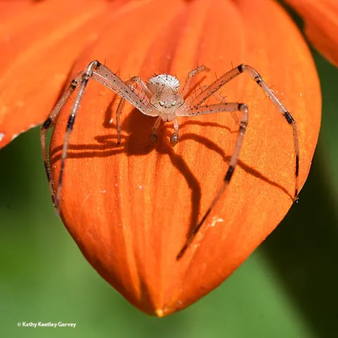 "Well, hello there!" A mature male crab spider, likely a Missumessus species (Thomisidae, crab spider) as identified by UC Davis Professor Jason Bond, peers at the camera from his Tithonia post. (Photo by Kathy Keatley Garvey)
