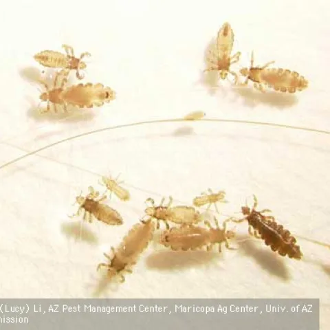 Head lice adults, nymphs, and eggs (nits). [Credit: Dr. Shujuan (Lucy) Li]