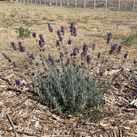 photos by Jeanine McAnaney