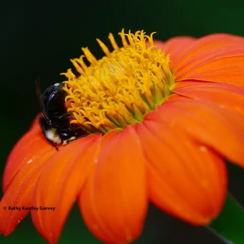 A male yellow-faced bumble bee, Bombus vosnesenskii, sleeps on a Mexican sunflower,Bombus Bombus vosnesenskii,in Vacaville,Calif. (Photo by Kathy Keatley Garvey)