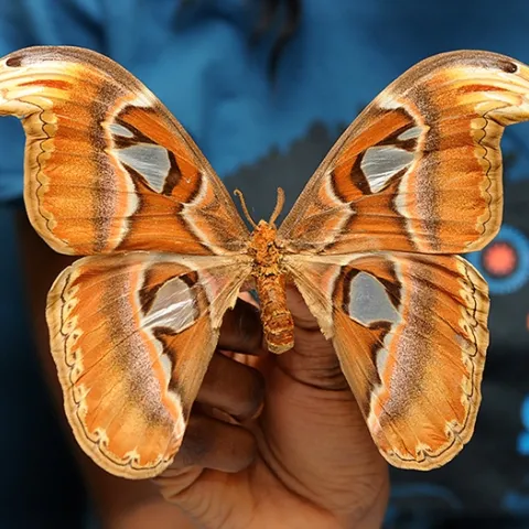This is the Atlas moth, the largest moth in the world. (Photo by Kathy Keatley Garvey)