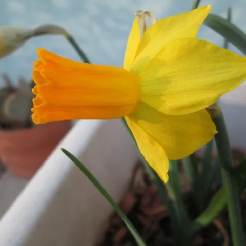 Jetfire Cyclamineus Narcissus