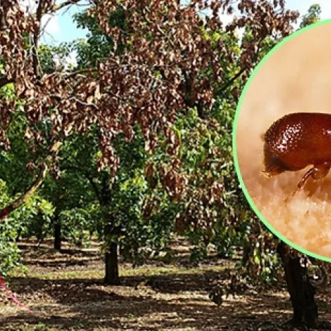 laurel-wilt-and-avocado-trees