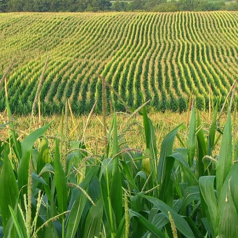 A cornfield in Franklin, Pa. (Photo by Fishhawk of Flickr, Creative Commons)