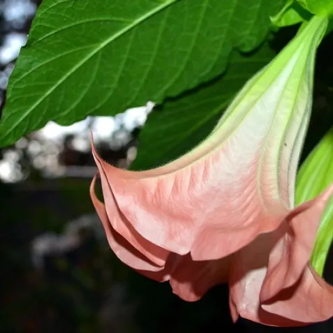 Brugmansia (Eugenio Cuppone Pixabay)
