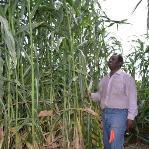 Oli Bachie, shown in a forage sorghum trial field, researches new crops for Imperial County farmers to grow in the low desert.