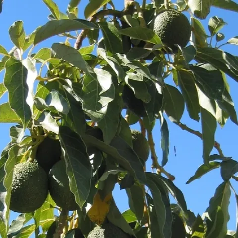 Los aguacates de un árbol en el Centro de Investigación y Extensión de la Costa Sur de UC.