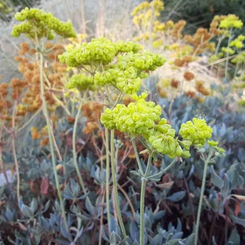 Buckwheat - E. umbellatum, Demonstration Garden, Laura Lukes