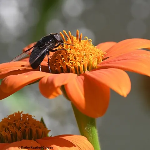 "Aah, nectar!" A Mexican cactus fly, Copestylum mexicanum, on a Mexican sunflower, Tithonia rotundifolia, in Vacaville. (Photo by Kathy Keatley Garvey)