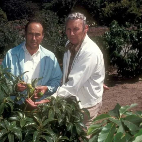 Grower Cliff Sponsell and George Goodall, right, at Sponsell Ranch in Santa Barbara, looking at Duke cutting replant in an avocado root rot grove in 1977.